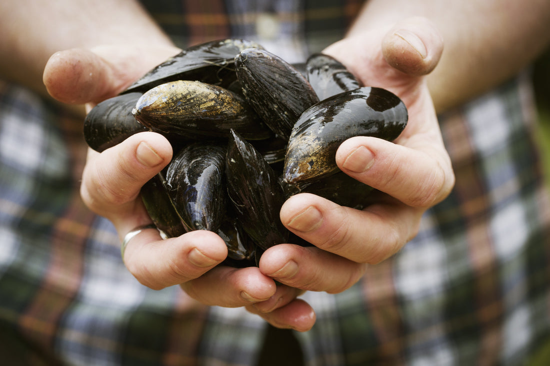 What are Greenshell™ or Green Lipped Mussels