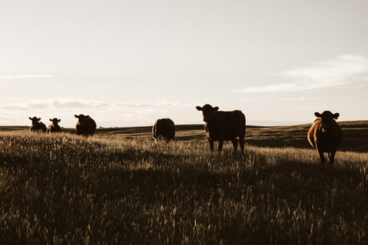 Why grass fed matters